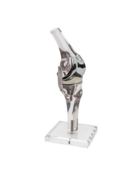 Erler ZImmer, Anatomical teaching model of knee joint with endoprosthesis 4449