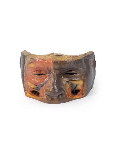 Órbita superior - Erler Zimmer 3D anatomy Series MP1675