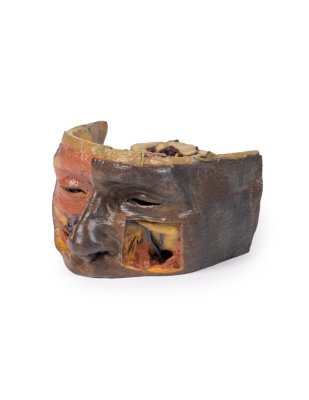 Órbita superior - Erler Zimmer 3D anatomy Series MP1675