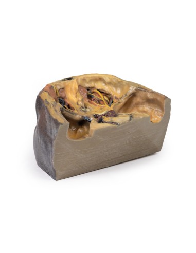 Órbita superior - Erler Zimmer 3D anatomy...