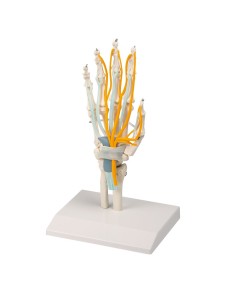 Hand skeleton with tendons, nerves and carpal tunnel 6011 2