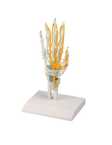 Hand skeleton with tendons, nerves and carpal...