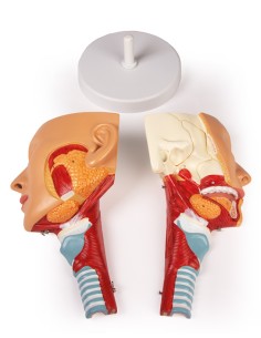 Anatomical model of head with throat and larynx Erler...