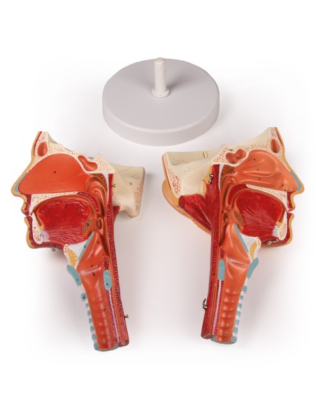 Modèle anatomique de tête avec gorge et larynx Erler Zimmer C133