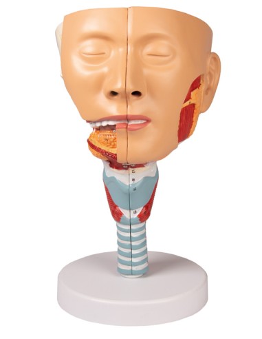 Modèle anatomique de tête avec gorge et larynx...