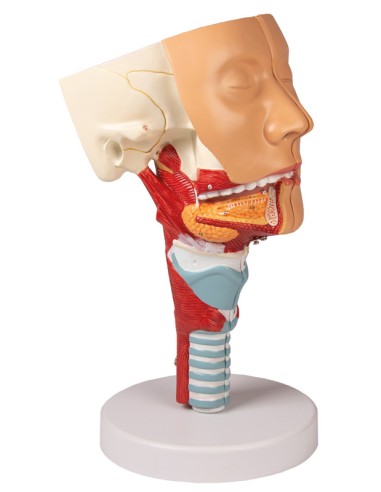 Modèle anatomique de tête avec gorge et larynx...