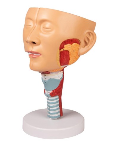 Anatomical model of head with throat and larynx...