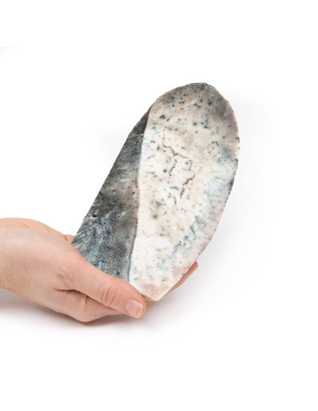 Polmonite lobare - Fase di epatizzazione grigia - Erler Zimmer 3D anatomy Series MP2061