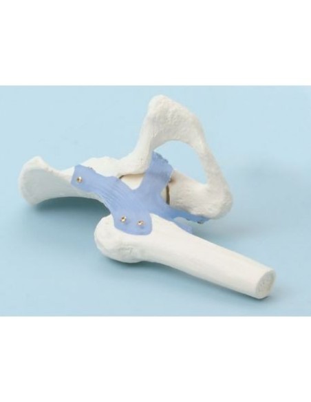 Erler Zimmer, modèle anatomique fonctionnel de l'articulation de la hanche, avec ligaments 4555
