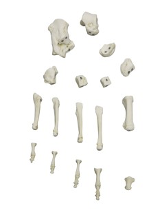 Erler Zimmer 6009 magnetic attachment foot skeleton 2