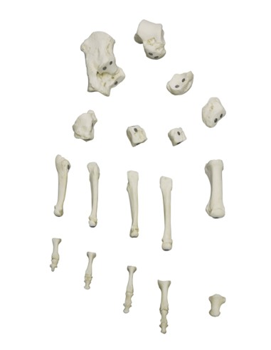 Scheletro del piede a fissaggio magnetico Erler...