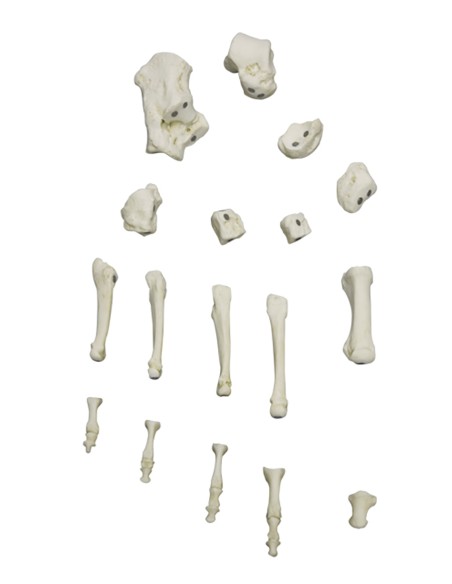 Erler Zimmer 6009 magnetic attachment foot skeleton