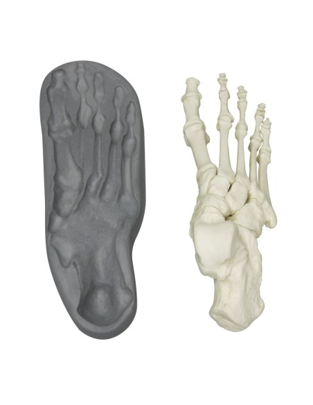 Erler Zimmer 6009 magnetic attachment foot skeleton