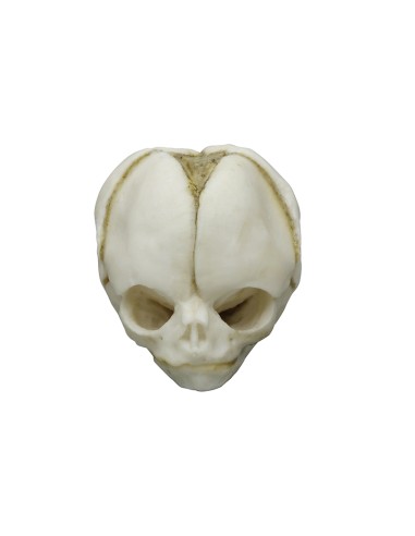 Kit completo Collezione di crani di feto da 13...