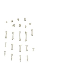 Erler Zimmer 6005 magnetic attachment hand skeleton 2