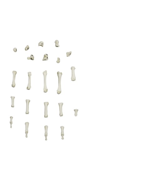 Scheletro della mano a fissaggio magnetico Erler Zimmer 6005