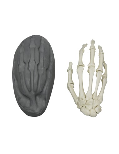 Scheletro della mano a fissaggio magnetico...