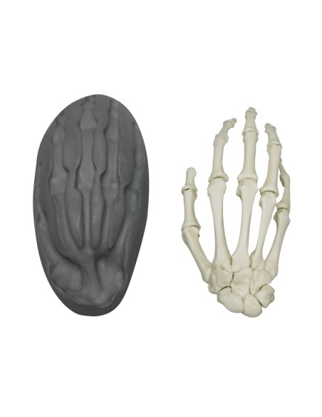 Scheletro della mano a fissaggio magnetico Erler Zimmer 6005