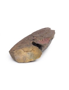 Sección pulmonar, hilio extirpado - Erler Zimmer 3D... 2