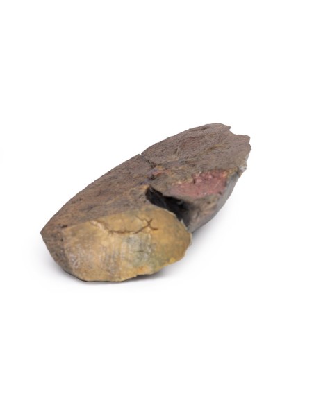 Section of lung, hilum removed - Erler Zimmer 3D anatomy Series MP1125