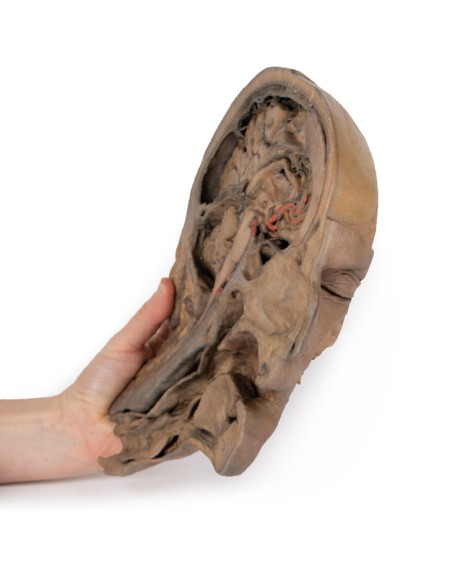 Parasagittaler Schnitt des Kopfes und des Halses - Erler Zimmer 3D anatomy Series MP1107