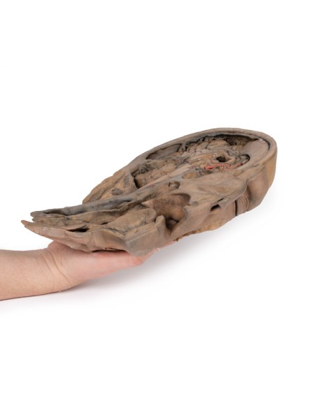 Parasagittaler Schnitt des Kopfes und des Halses - Erler Zimmer 3D anatomy Series MP1107