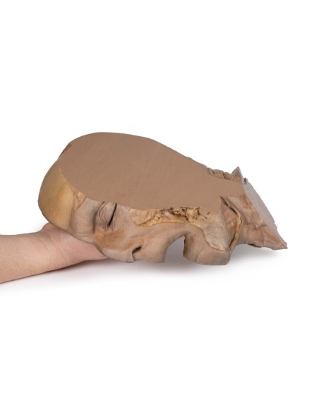 Parasagittaler Schnitt des Kopfes und des Halses - Erler Zimmer 3D anatomy Series MP1107