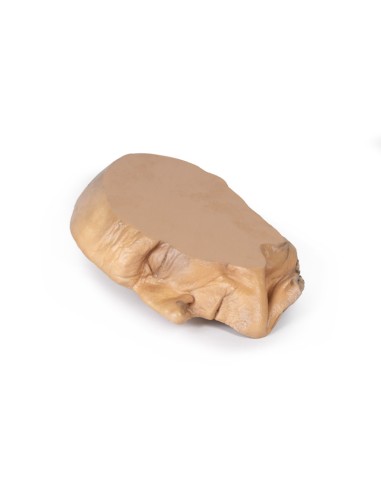 Sagittal section of the head with deep...