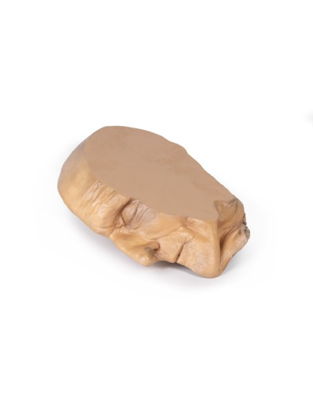 Sagittal section of the head with deep dissection - Erler Zimmer 3D anatomy Series MP1105