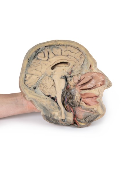 Sagittal section of the head with deep dissection - Erler Zimmer 3D anatomy Series MP1105