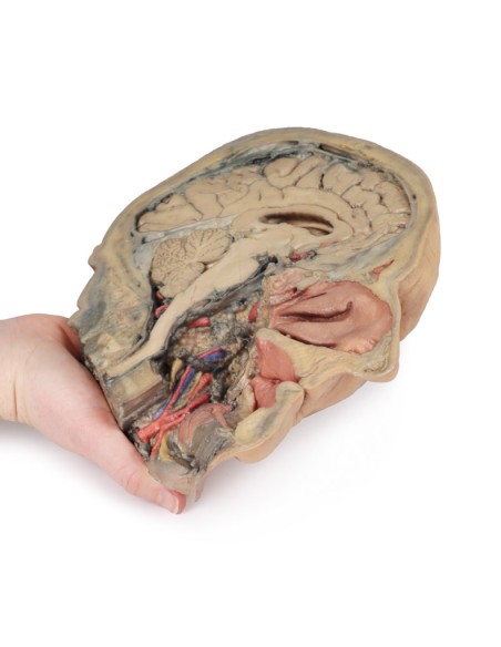 Sagittal section of the head with deep dissection - Erler Zimmer 3D anatomy Series MP1105