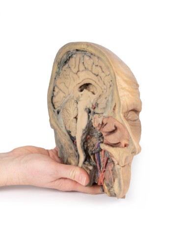 Sagittal section of the head with deep...