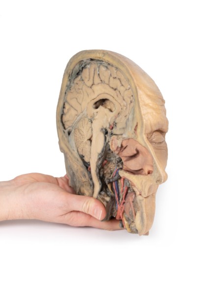 Sagittal section of the head with deep dissection - Erler Zimmer 3D anatomy Series MP1105