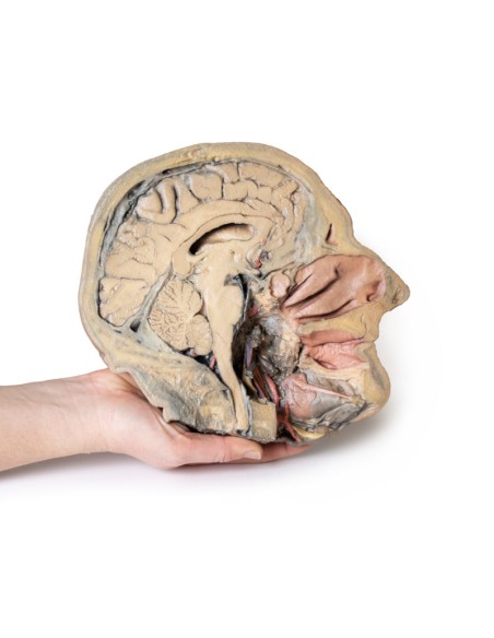 Sagittal section of the head with deep dissection - Erler Zimmer 3D anatomy Series MP1105
