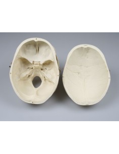 Erler Zimmer, luxury anatomical model of classic female...