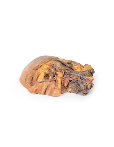 Sagittal section of head and neck with...