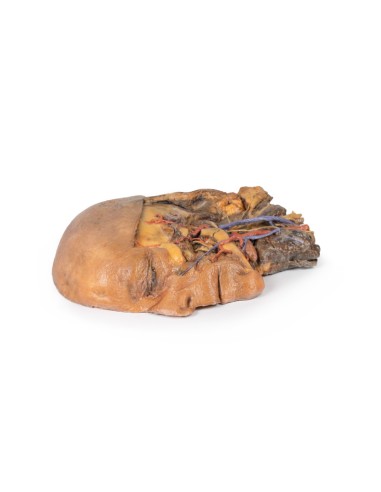 Sagittal section of head and neck with...