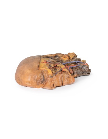 Sagittal section of head and neck with intratemporal fossa and carotid sheath - Erler Zimmer 3D anatomy Series MP1111