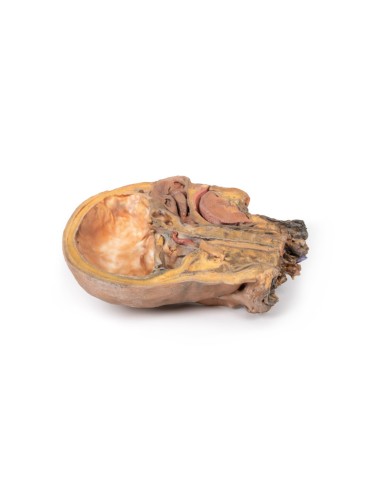 Sagittal section of head and neck with...