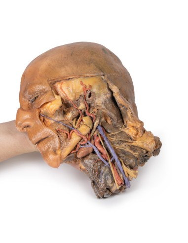 Sagittal section of head and neck with...