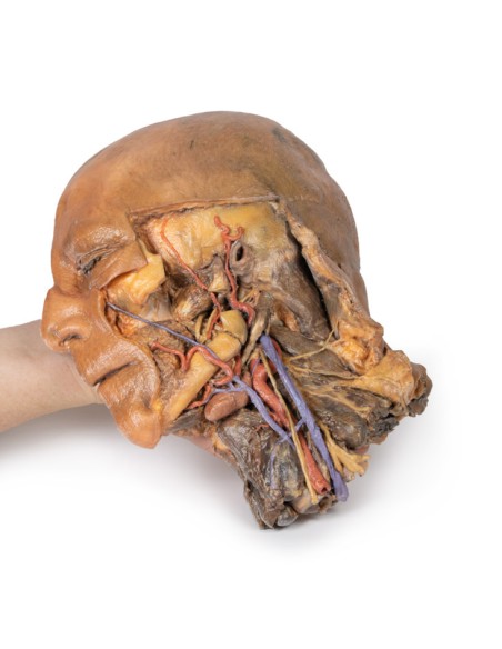 Sagittal section of head and neck with intratemporal fossa and carotid sheath - Erler Zimmer 3D anatomy Series MP1111