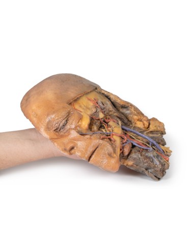 Sagittal section of head and neck with...