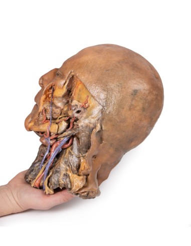 Sagittal section of head and neck with...
