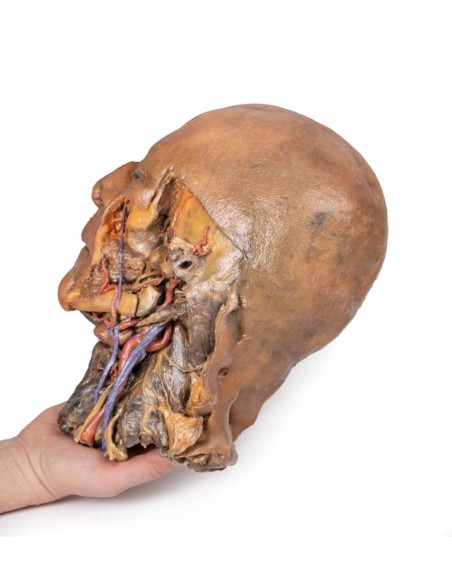 Sagittal section of head and neck with intratemporal fossa and carotid sheath - Erler Zimmer 3D anatomy Series MP1111