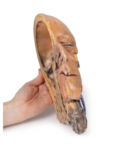 Sagittal section of head and neck with...