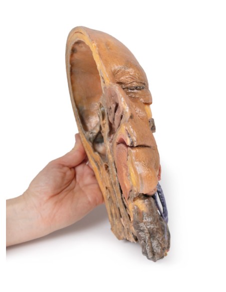 Sagittal section of head and neck with intratemporal fossa and carotid sheath - Erler Zimmer 3D anatomy Series MP1111