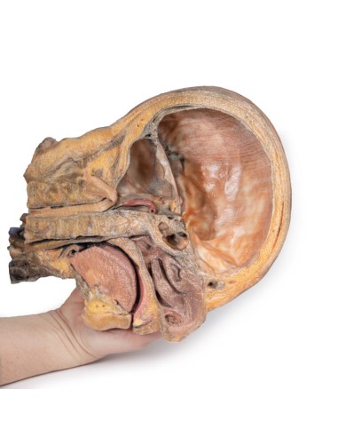 Sagittal section of head and neck with...