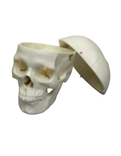 Erler Zimmer, luxury anatomical model of classic female... 2