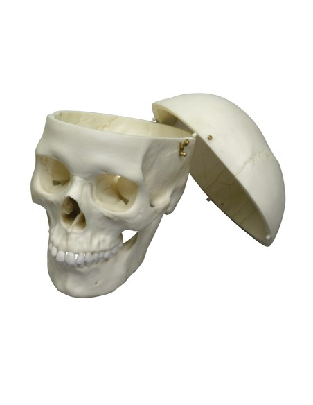 Erler Zimmer, luxuriöses anatomisches Modell des klassischen Frauenschädels 4715