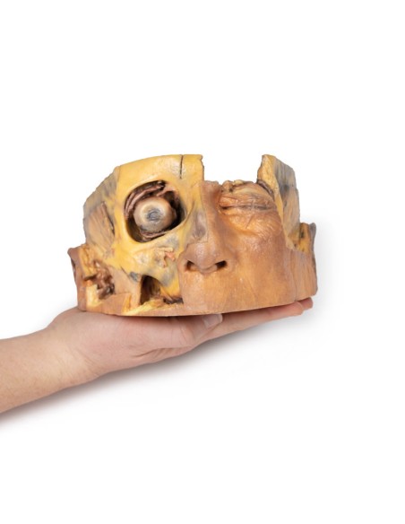 Querschnitt durch den Kopf - Erler Zimmer 3D-Anatomie Serie MP1110